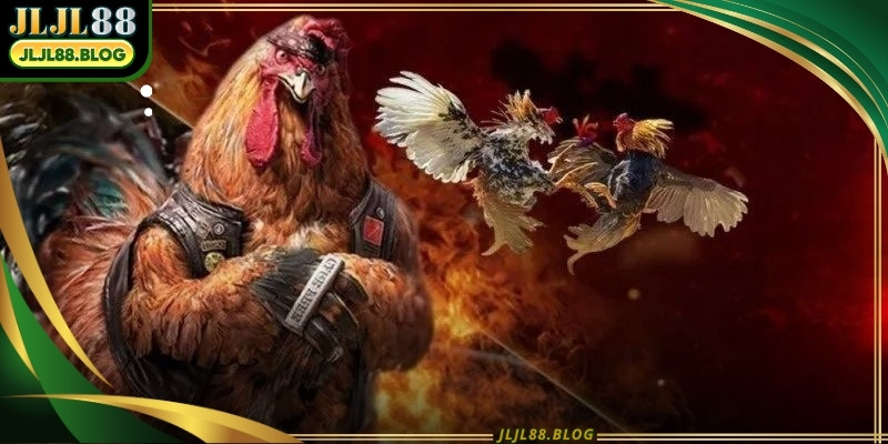Cockfighting betting