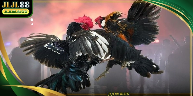 Analyzing the physical condition of every bird is essential for successful play
