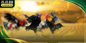 Live cockfighting