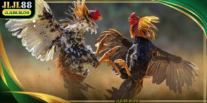 Online cockfighting