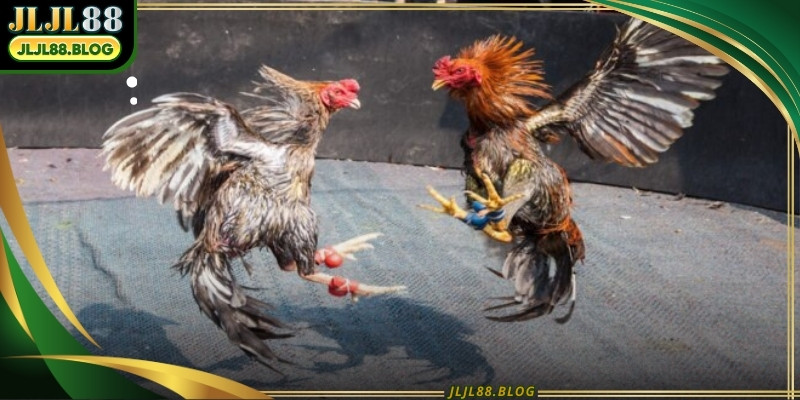 Online cockfighting is a battle of wits as much as it is a contest of power