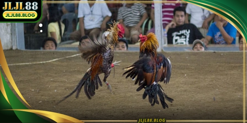 High-definition video ensures that every movement of the birds is captured