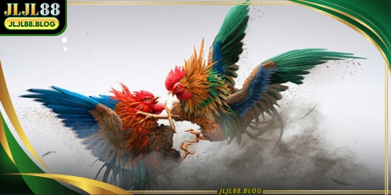 The platform utilizes multiple 4K cameras to provide diverse angles of the birds