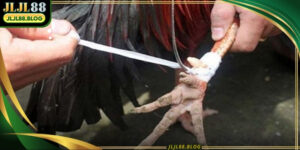 steel-spur-cockfighting-ava