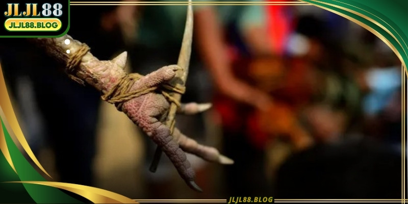 Steel spur cockfighting attracts those who enjoy high-risk and high-reward