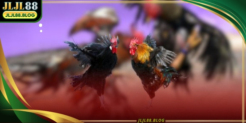 thomo cockfighting