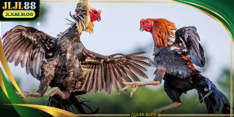 The tradition of avian combat in this region spans across many generations